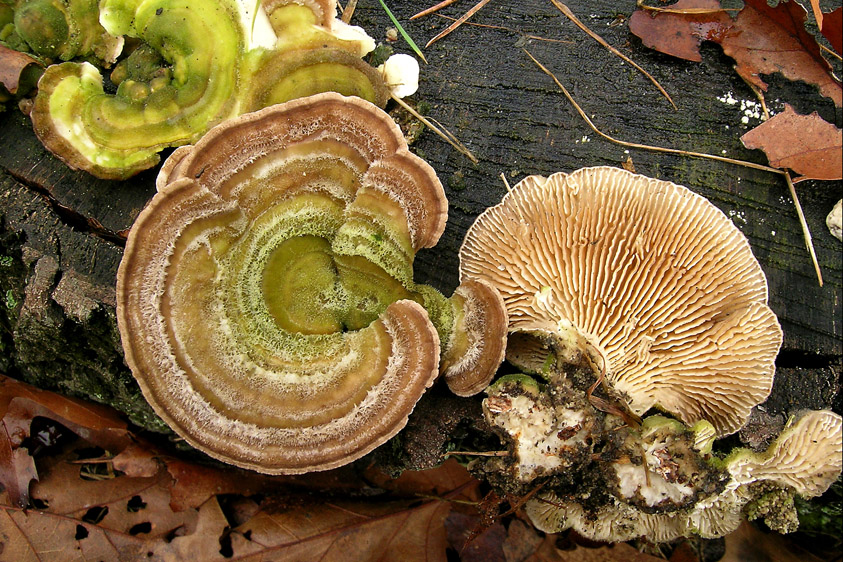 Lenzites betulinus (door Henk Huijser)