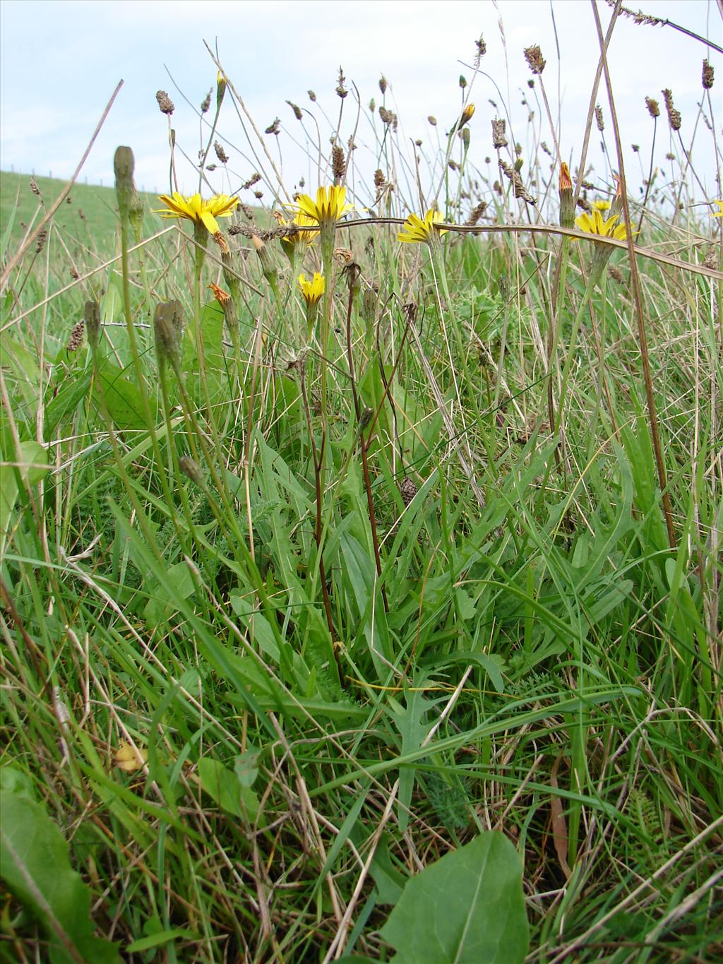 Scorzoneroides autumnalis (door Adrie van Heerden)