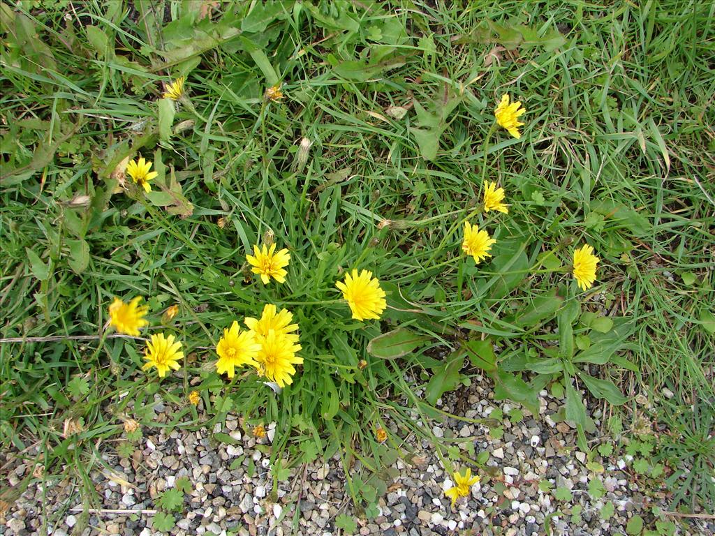 Scorzoneroides autumnalis (door Adrie van Heerden)