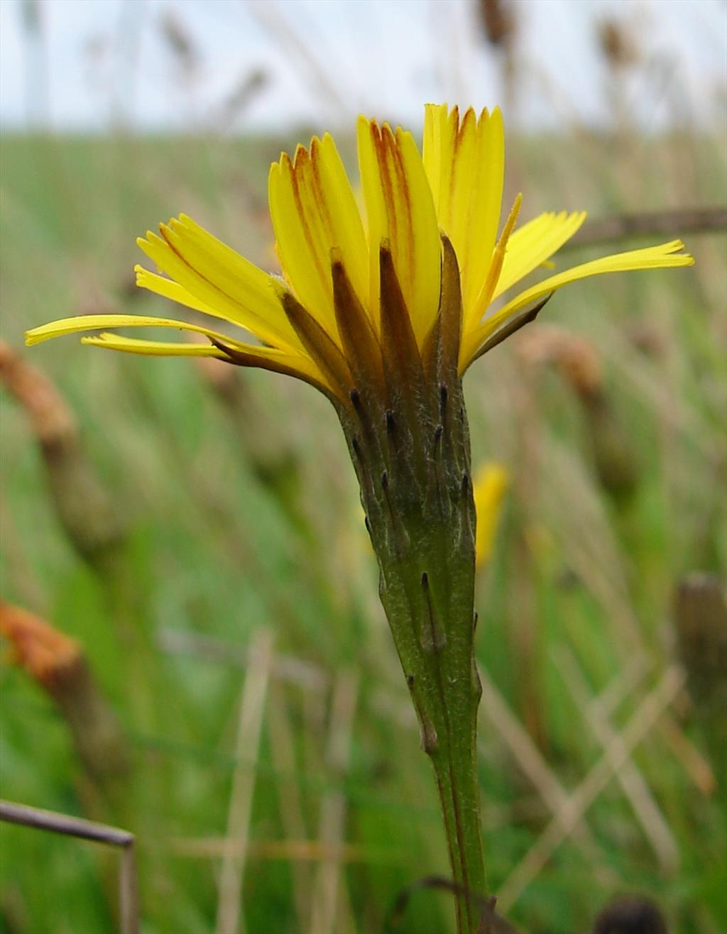 Scorzoneroides autumnalis (door Adrie van Heerden)