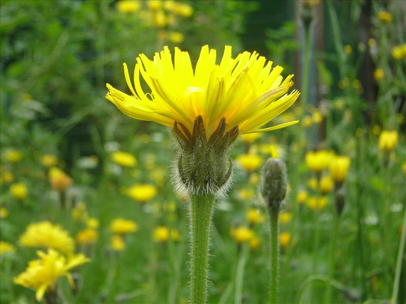 Leontodon hispidus (door Ruud Beringen)