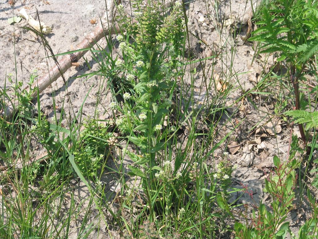 Lepidium campestre (door Pieter Stolwijk)