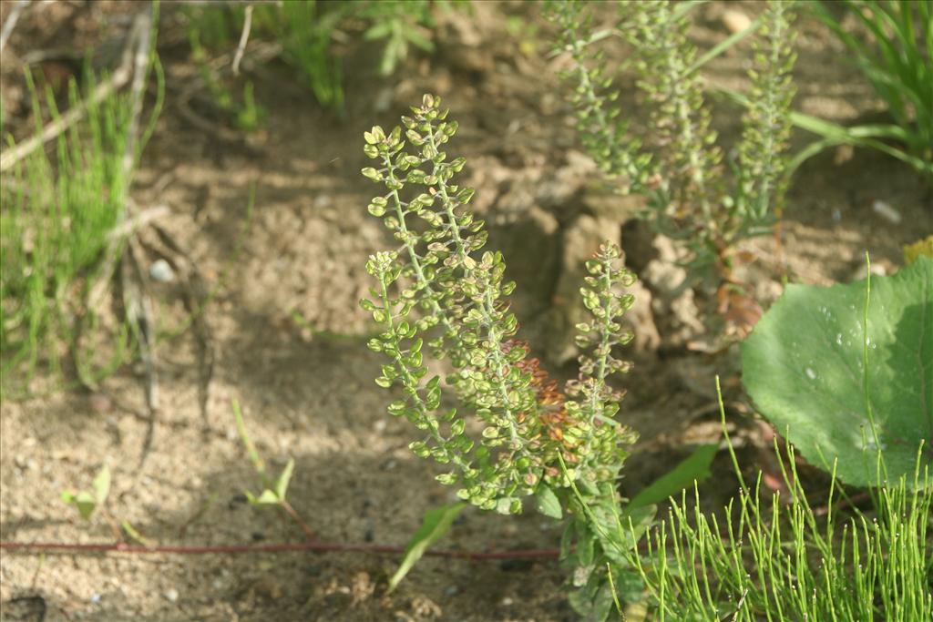 Lepidium campestre (door Pieter Stolwijk)