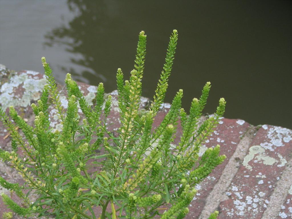 Lepidium densiflorum (door Pieter Stolwijk)