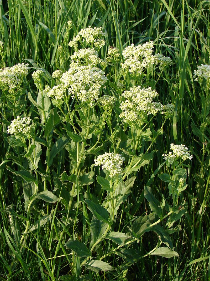 Lepidium draba (door Adrie van Heerden)