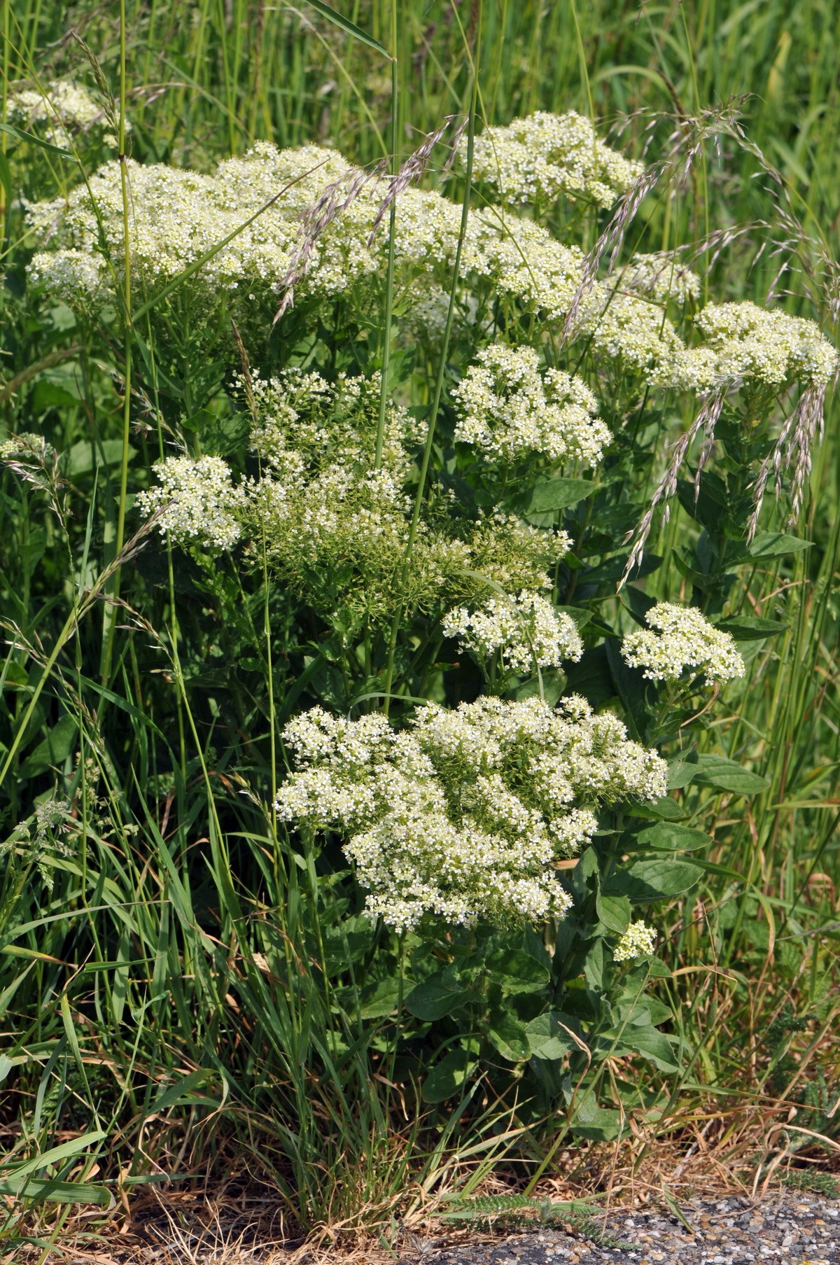 Lepidium draba (door Hans Toetenel)