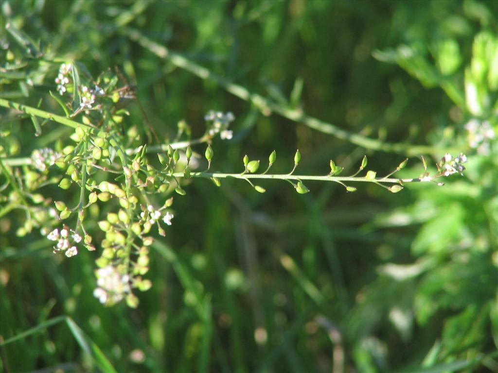 Lepidium graminifolium (door Pieter Stolwijk)