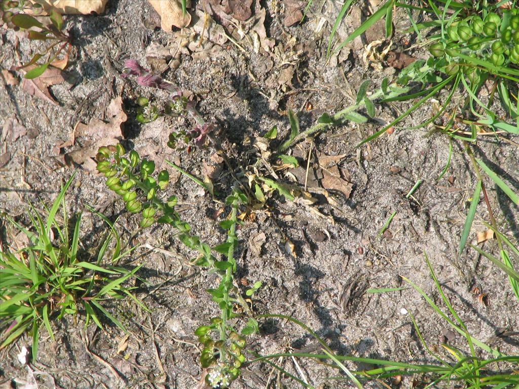 Lepidium heterophyllum (door Pieter Stolwijk)