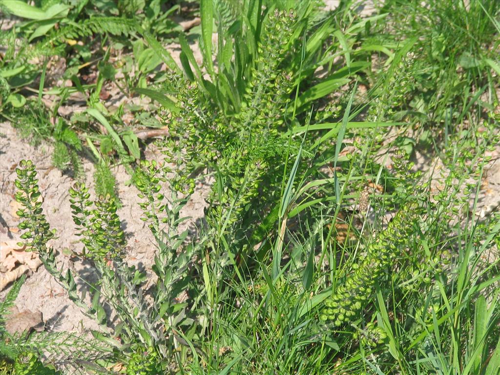 Lepidium heterophyllum (door Pieter Stolwijk)