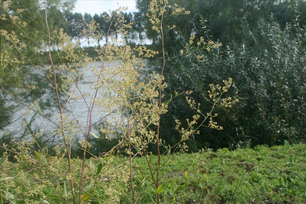 Lepidium latifolium (door Pieter Stolwijk)