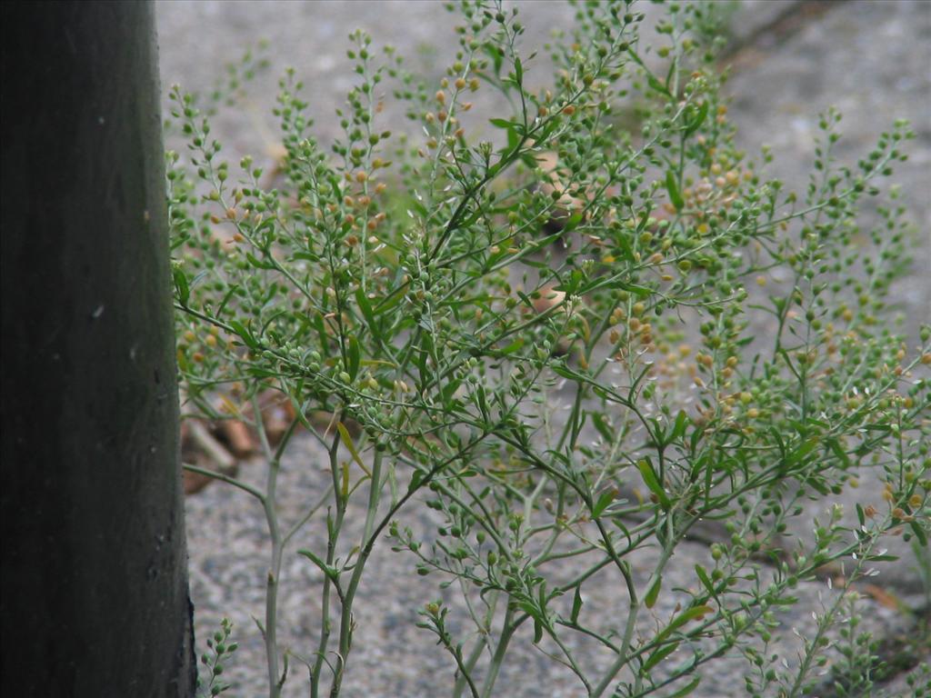 Lepidium ruderale (door Pieter Stolwijk)