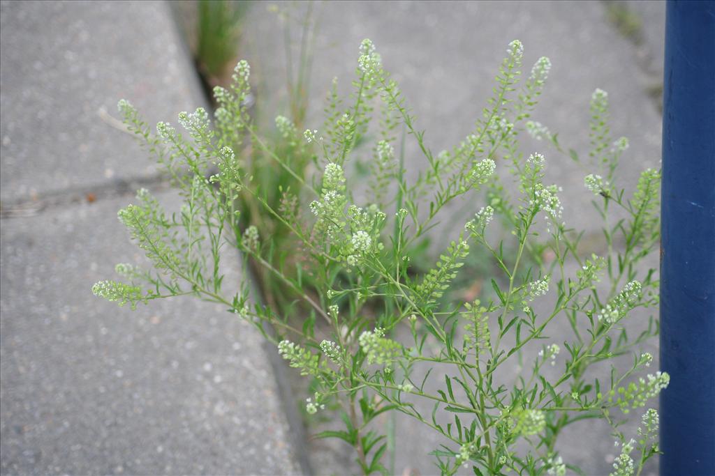 Lepidium virginicum (door Pieter Stolwijk)