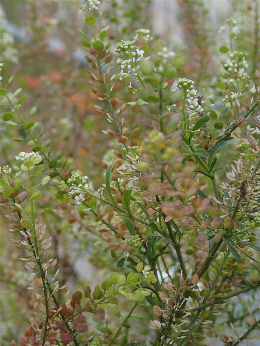 Lepidium virginicum (door Adrie van Heerden)