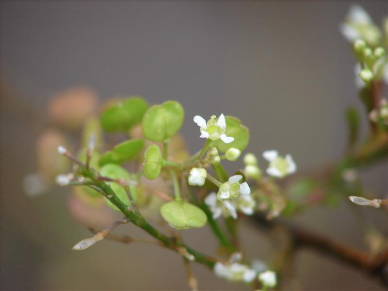 Lepidium virginicum (door Adrie van Heerden)