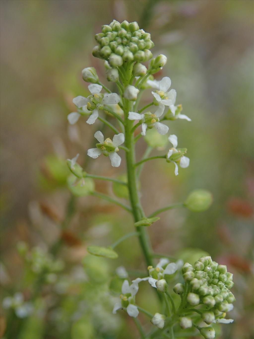 Lepidium virginicum (door Adrie van Heerden)