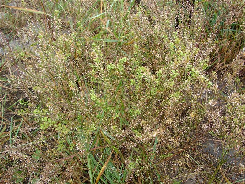 Lepidium virginicum (door Adrie van Heerden)