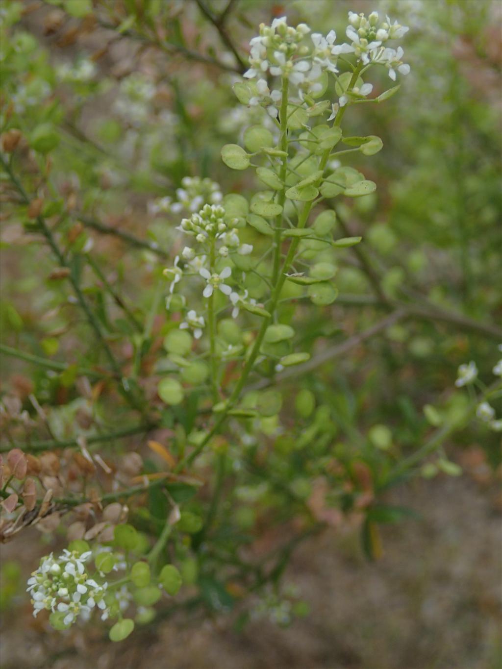 Lepidium virginicum (door Adrie van Heerden)