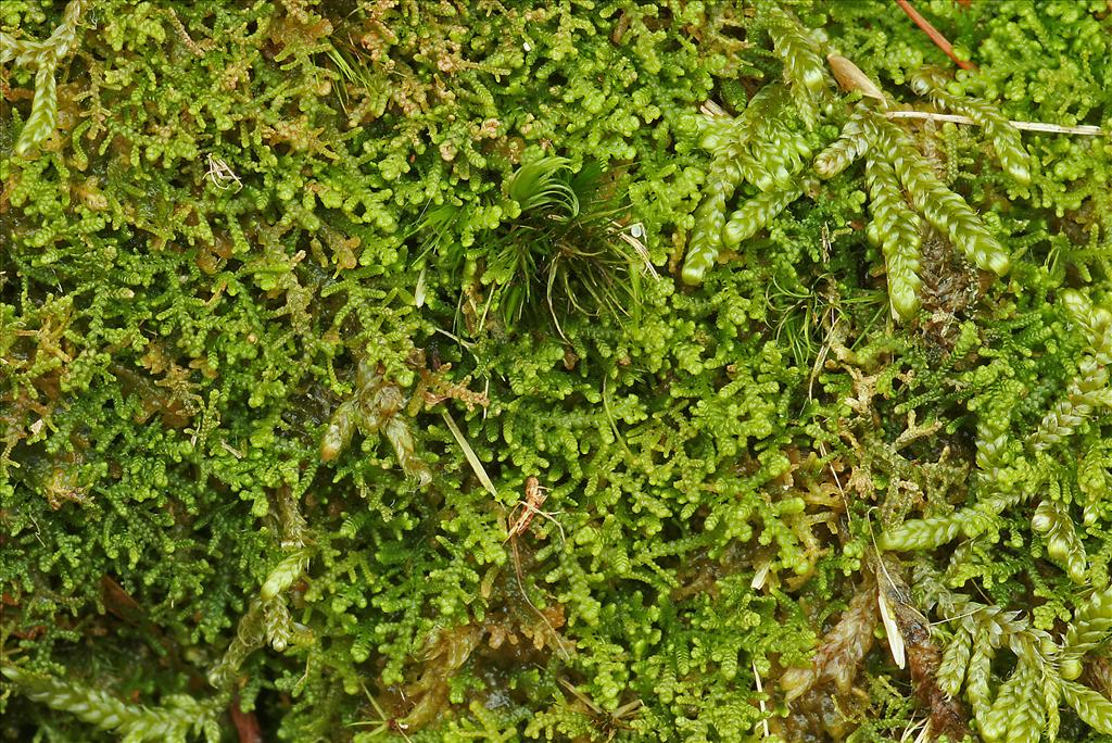 Lepidozia reptans (door Jan Kersten)