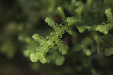 Lepidozia reptans (door Klaas van der Veen)