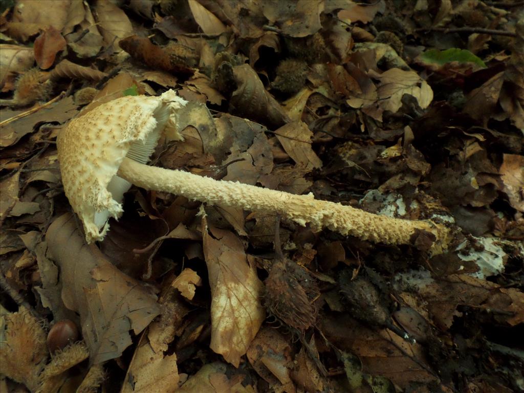 Lepiota magnispora (door Anneke van der Putte)