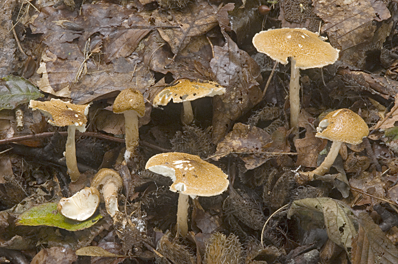 Lepiota boudieri (door Nico Dam)