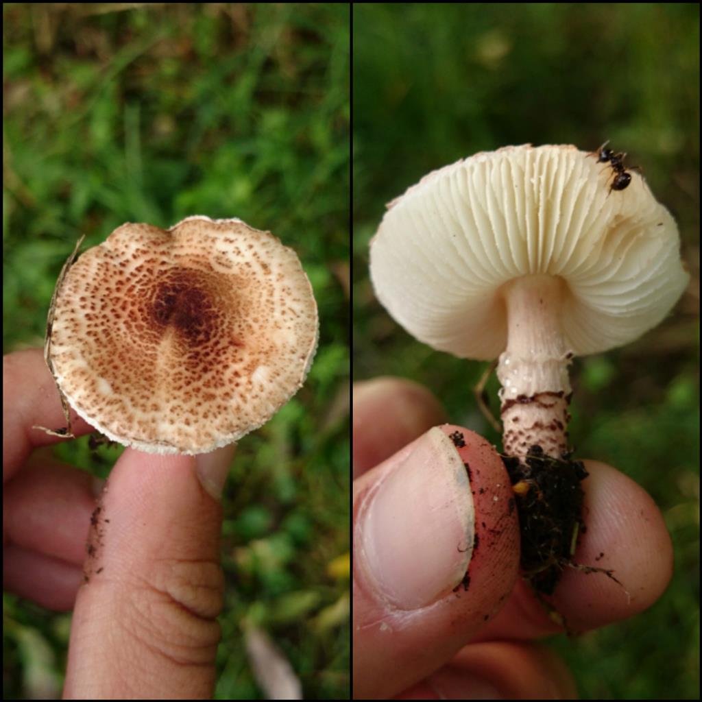 Lepiota brunneoincarnata (door Michel Beeckman)