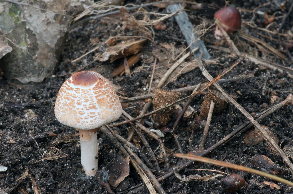 Lepiota cristata (door John den Daas)