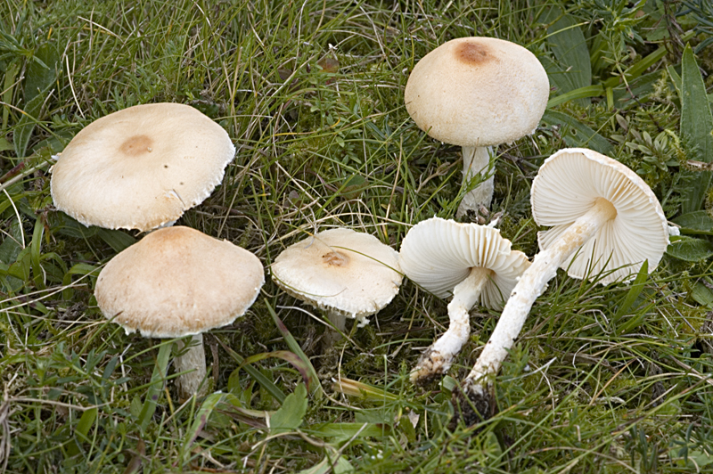 Lepiota oreadiformis (door Nico Dam)