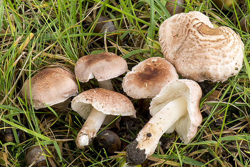 Lepiota subincarnata (door Nico Dam)