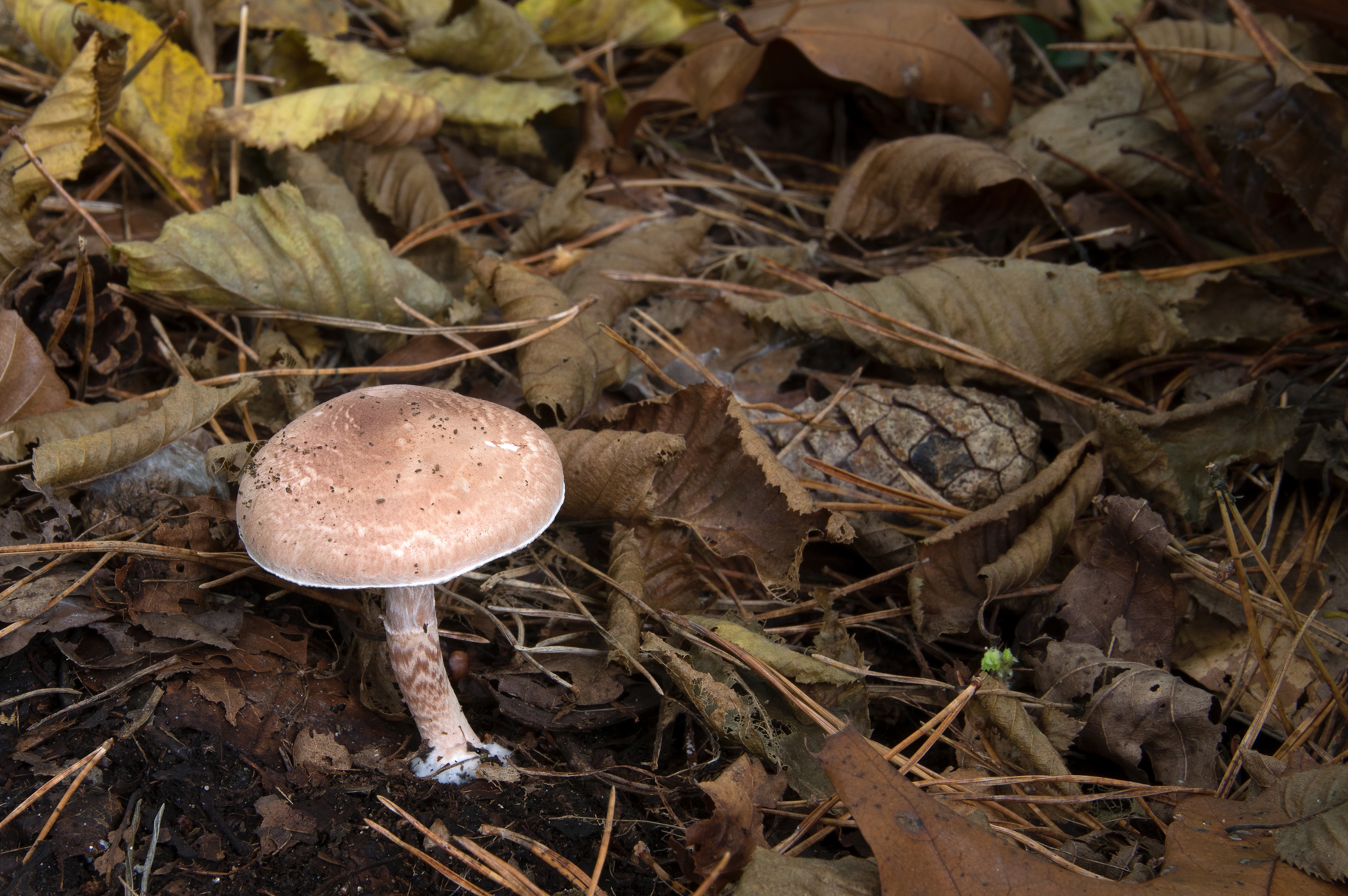 Lepiota subincarnata (door John den Daas)