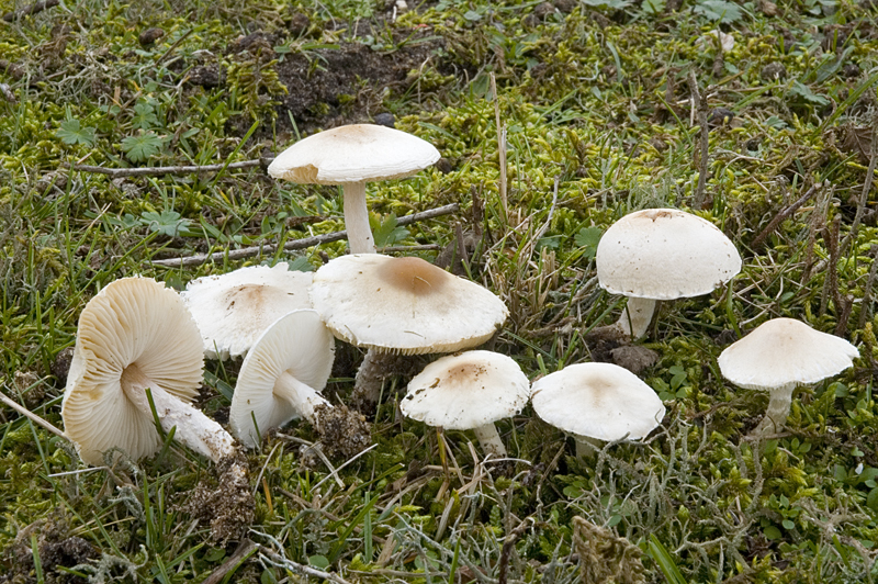 Lepiota erminea (door Nico Dam)