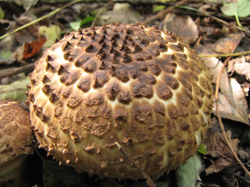 Lepiota aspera (door Gert Immerzeel)