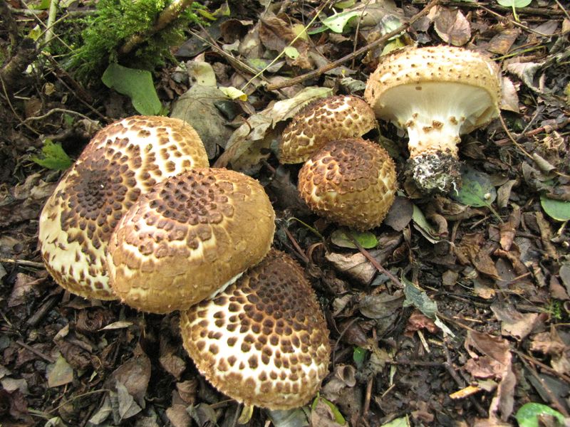 Lepiota aspera (door Gert Immerzeel)