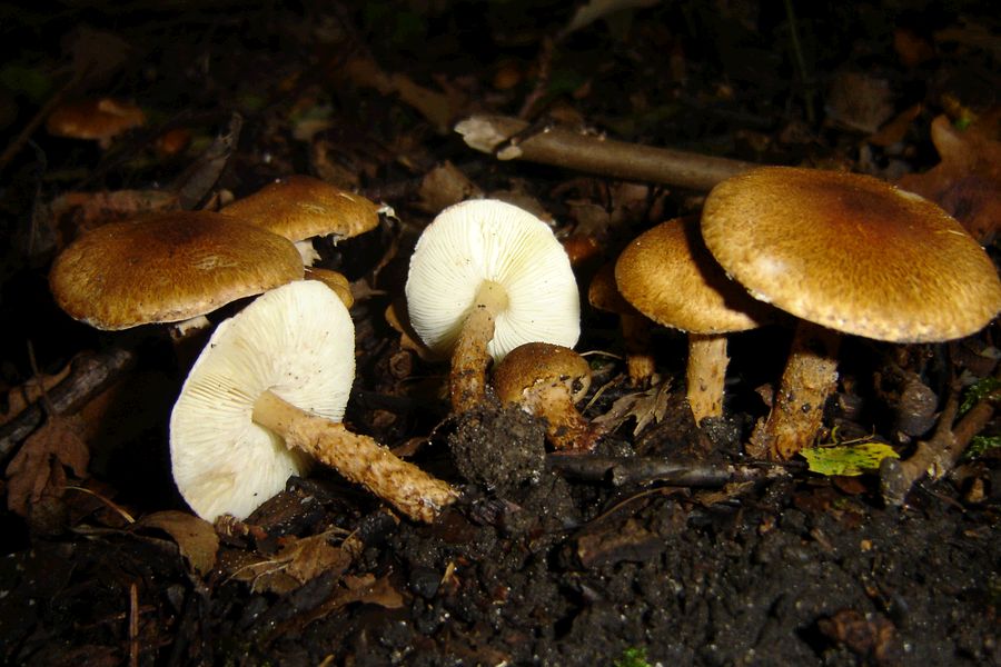 Lepiota boudieri (door Gert Immerzeel)