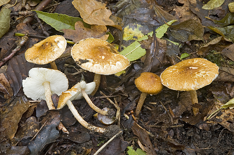 Lepiota boudieri (door Nico Dam)