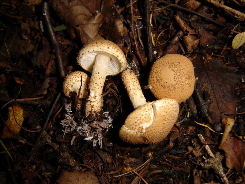 Lepiota carinii (door Gert Immerzeel)