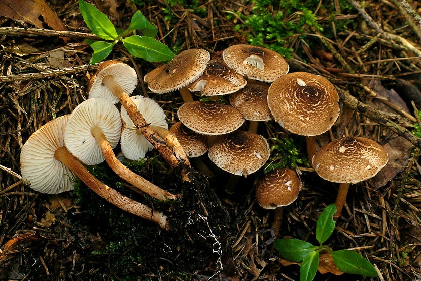 Lepiota castanea (door Henk Huijser)