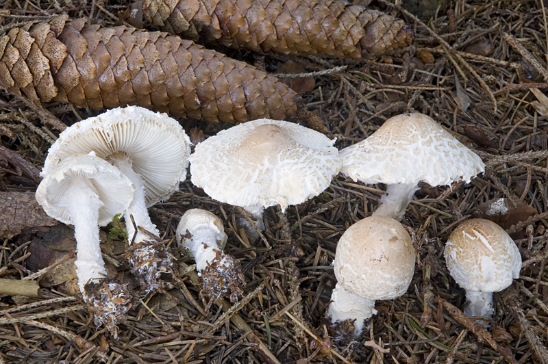 Lepiota clypeolaria (door Nico Dam)