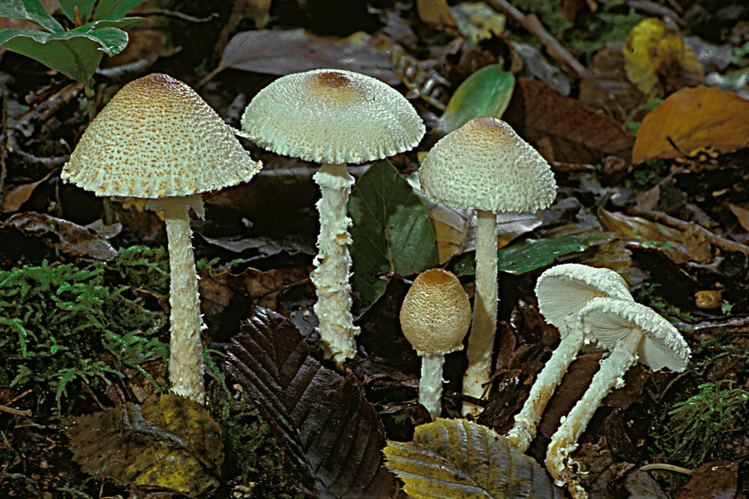 Lepiota clypeolaria (door Henk Huijser)