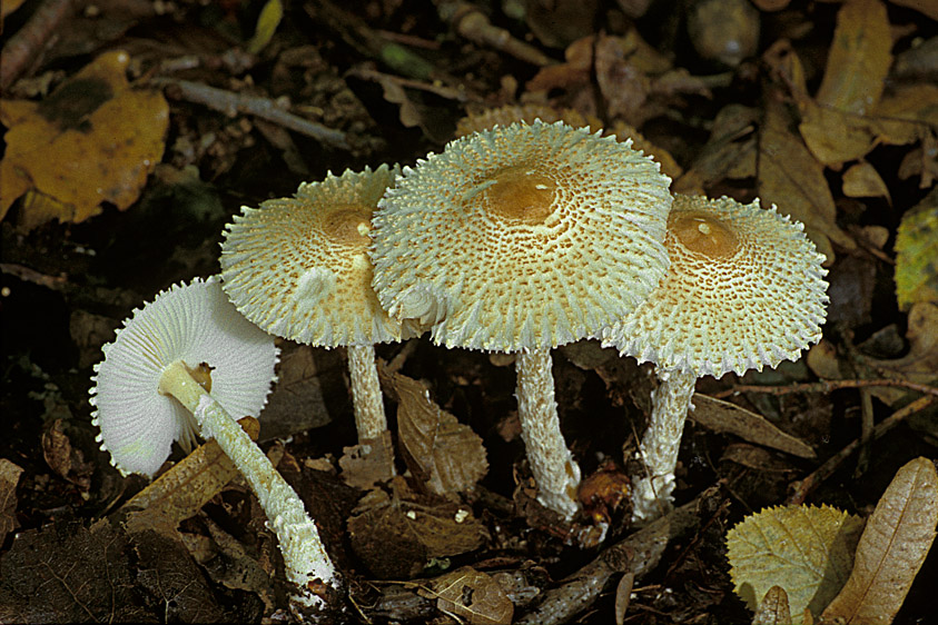 Lepiota clypeolaria (door Henk Huijser)