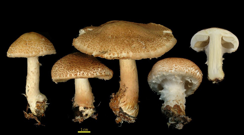 Lepiota cortinarius (door Henk Huijser)