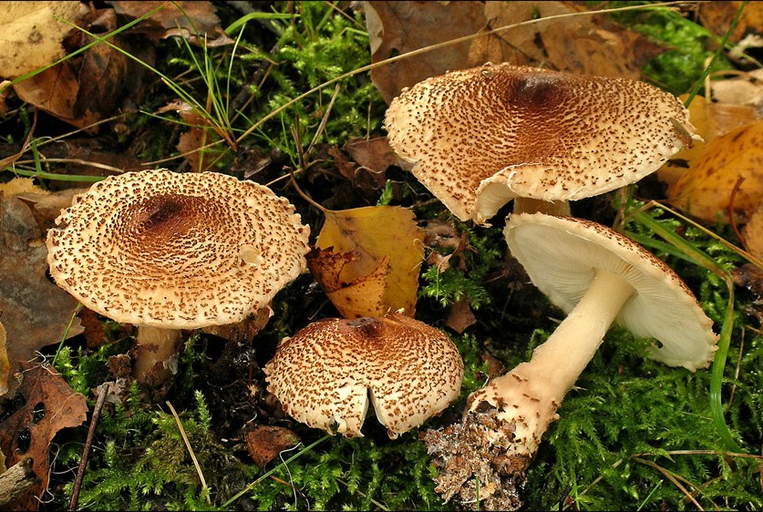 Lepiota cortinarius (door Henk Huijser)