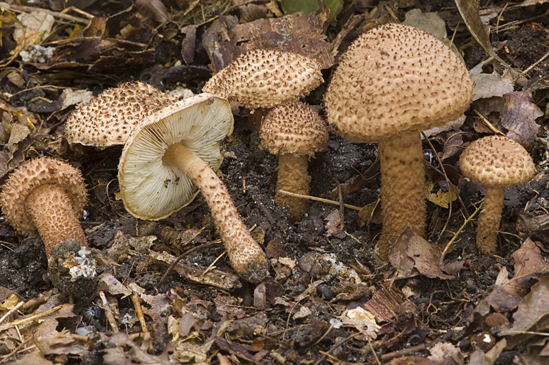 Lepiota echinacea (door Nico Dam)