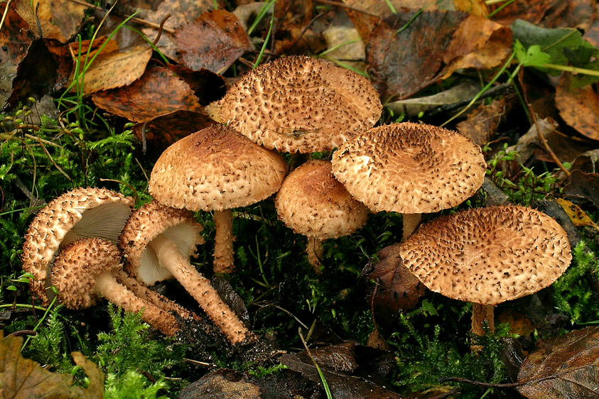 Lepiota echinacea (door Henk Huijser)