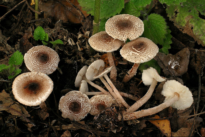 Lepiota echinella var. rhodorhiza (door Henk Huijser)