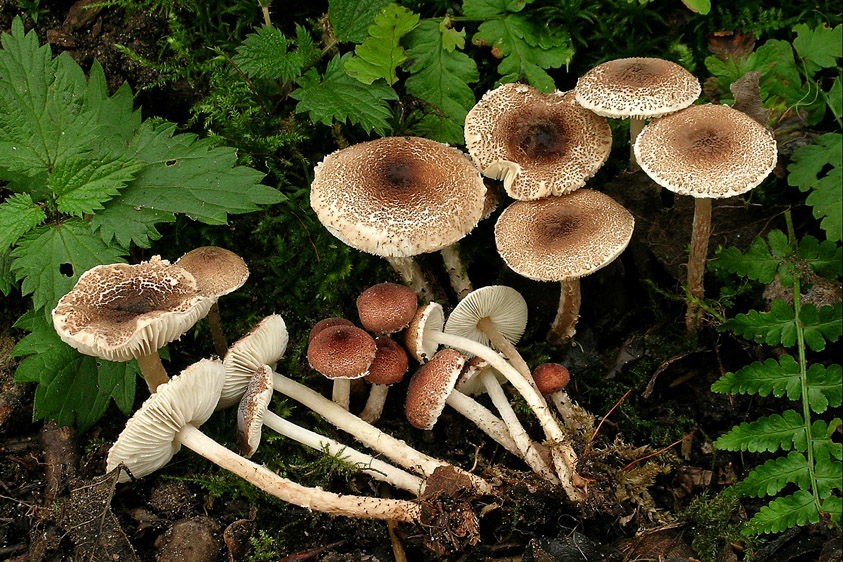 Lepiota echinella var. rhodorhiza (door Henk Huijser)