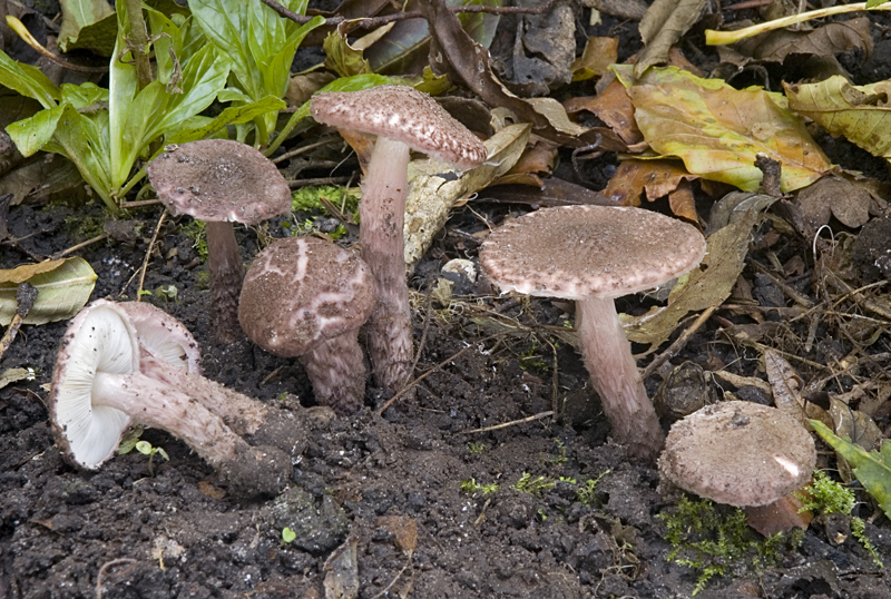 Lepiota fuscovinacea (door Nico Dam)