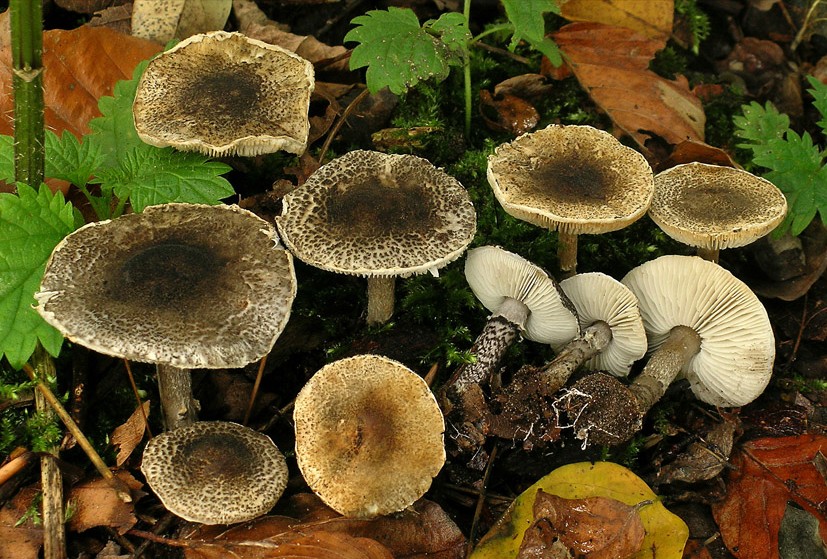 Lepiota griseovirens (door Henk Huijser)