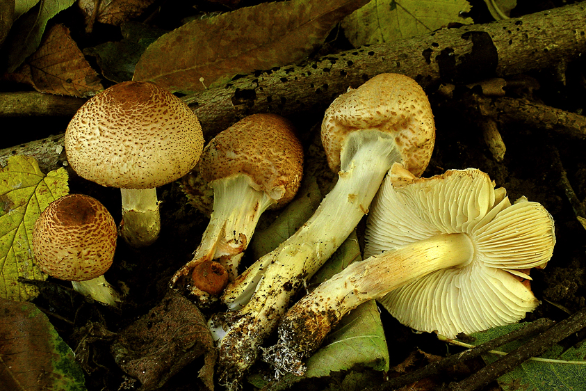 Lepiota ochraceofulva (door Henk Huijser)