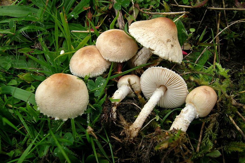 Lepiota oreadiformis (door Henk Huijser)